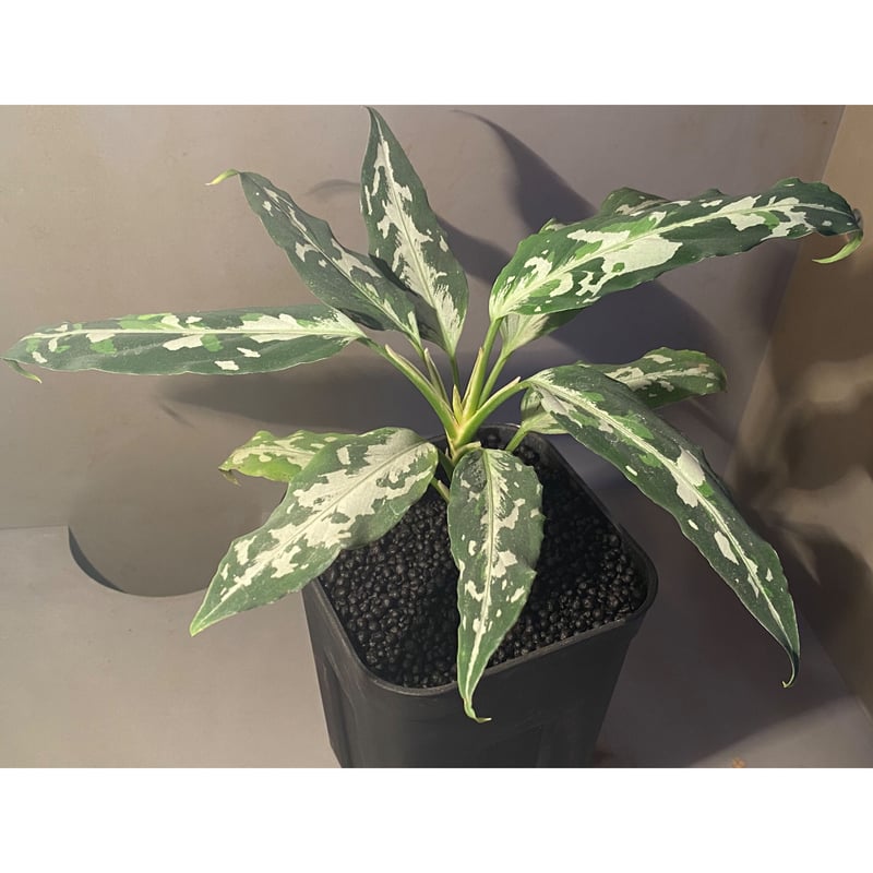 3. Aglaonema pictum Aceh Selatan Sumatra T-3583-j 産地 3. Aglaonema pictum Aceh Selatan Sumatra T-3583-j 産地