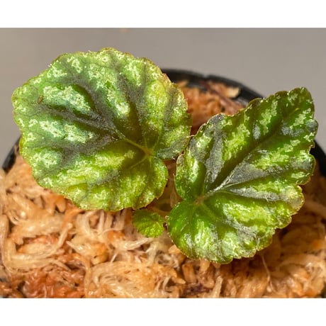 Begonia tenuifolia from Sukasada Bali [S0320-02] 伊藤蟻植物農園