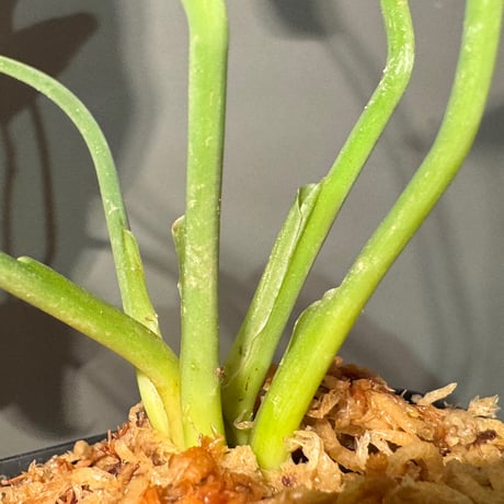 Homalomena sp. "Aceh selatan" Aceh Sumatra [TB] ①