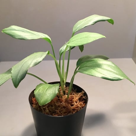 Homalomena sp. "Silver Bullet Green" from P.Linga [AZ1017-1]