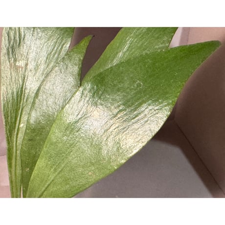 Antrophyum sp. from Aceh sumatera
