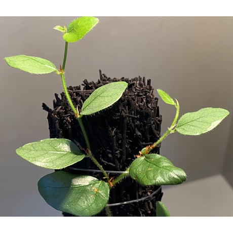 Ficus sp. from Murung raya [LA0515-05]