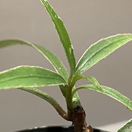 Ardisia sp. from Kapuas Hulu Kalimantan barat