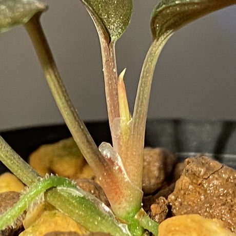 Homalomena sp."赤鉄鉱” from Kepulauan Riau [SGP import] KZT