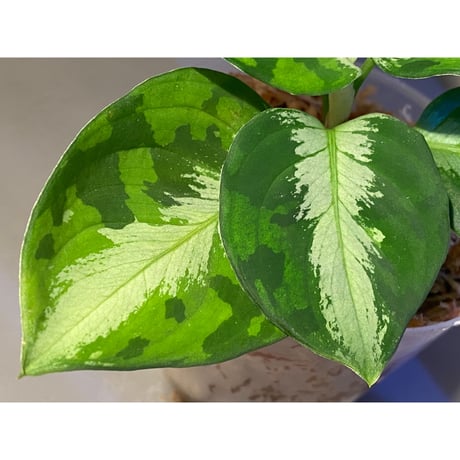 Aglaonema pictum "マルチカラー白玉" D.F.S from Sumatera barat [AZ0912-1]