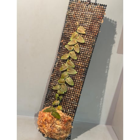 Pothos barberianus from Kapuas fulu West Kalimantan