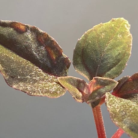 Melastoma sp. from Sibolga
