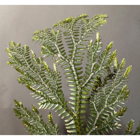 Selaginella sp. from Landak West Kalimantan