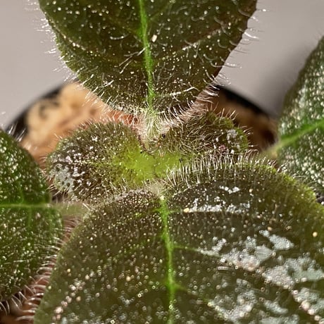 Gesneriaceae, Episcia lilacina from Colombia 2016 [tanakay]