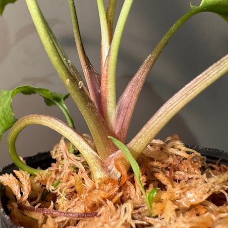 Cryptocoryne joshanii from Basilan island philippines [LA]