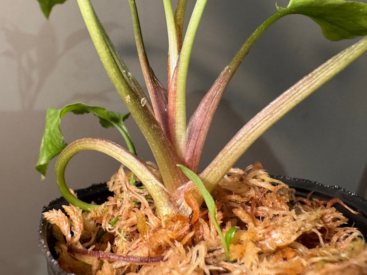 Cryptocoryne joshanii from Basilan island phili