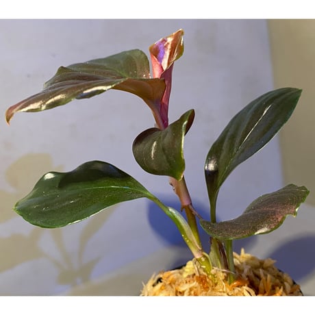 Rhodospatha sp. from Ecuador [tanakay]