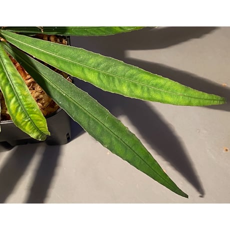 Ardisia sp. from Kapuas Hulu Kalimantan barat