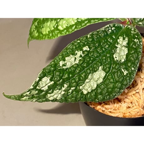Elatostema sp. (Sri Lanka?)