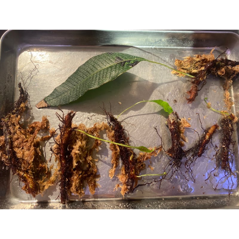 Selliguea sp. from Aceh sumatera | M・R・G・R