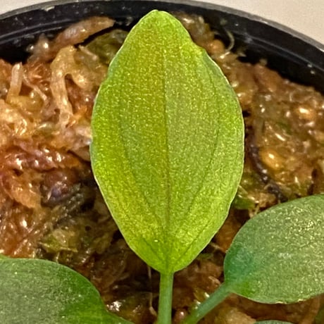 Homalomena sp. from Lundu [TK231017]