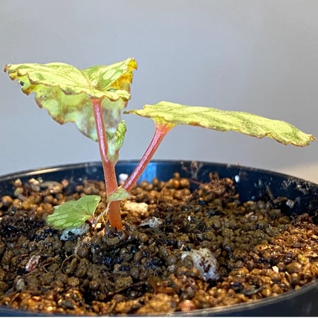 Begonia chlorosticta (Green) from Borneo Sarawak