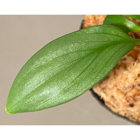 Homalomena sp . from Jerteh [TK090118-2]