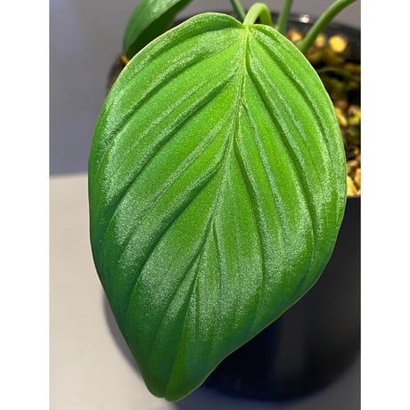 Homalomena sp. "Aceh selatan" from Aceh sumatera [TB]