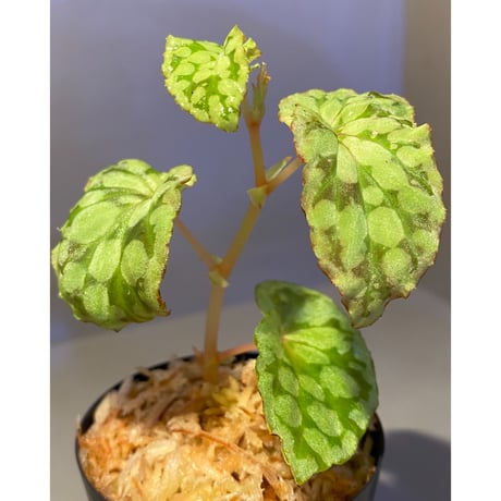 Begonia chlorosticta (Green) from Borneo Sarawak