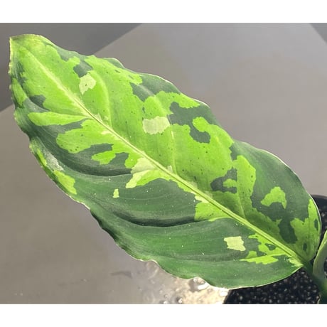 Aglaonema pictum GW Type1 from Padang sidempuan [TB1410]