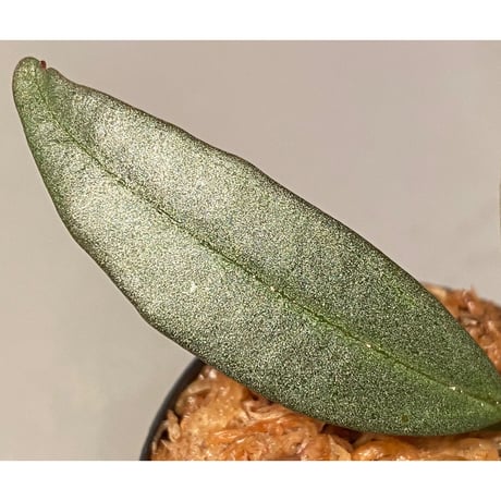 Medinilla sp. from Bukidnon 1.300m Mindanao Philippines