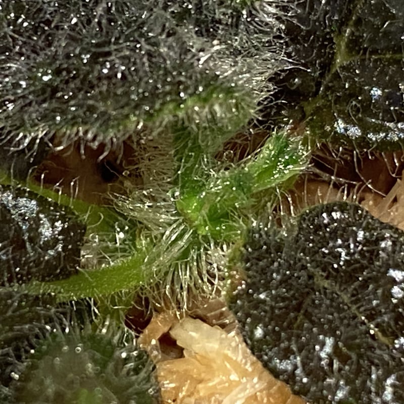 Columnea purpureovittata from Ecuador 伊藤蟻植物農園 |