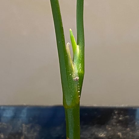 Aglaonema pictum from Sumatera A2 [TK070918]