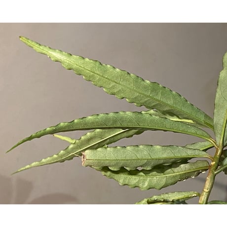 Ardisia sp. from North Sanggau