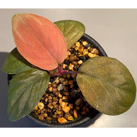 Homalomena sp. from Lundu [TK231017]