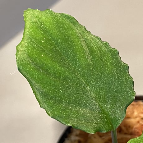 Homalomena sp. from Mt. Besar [LA0219-02]