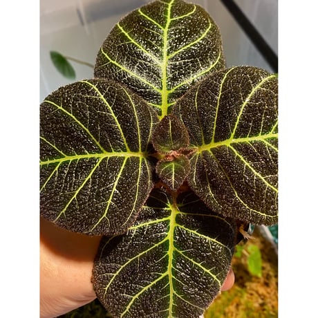 Pearcea hypocyrtiflora from Rio Napo Ecuador [tanakay] 白葉脈