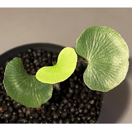 Adiantum reniforme