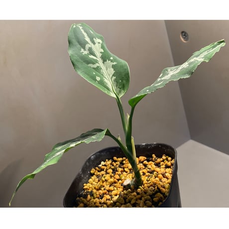 Aglaonema pictum from Tigalingga [GT1803]