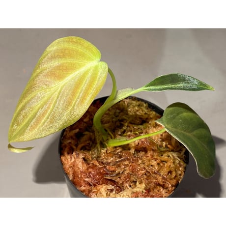Philodendron melanochrysum ①