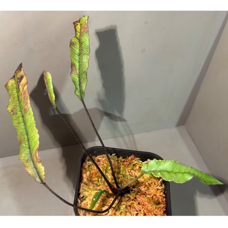 Asplenium sp. from Sulawesi