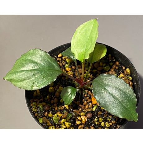 Homalomena 'Rec1-29' K0718-f1 [KZT]