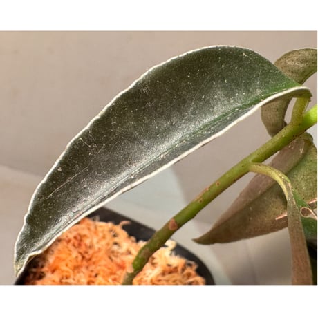 Labisia sp. from Landak West Kalimantan