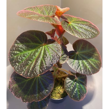 Begonia sp. from Manaus