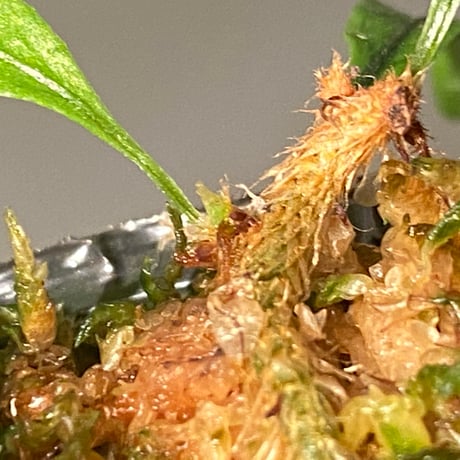Microgramma lycopodioides from Guatemara 伊藤蟻植物農園