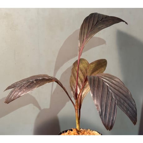 Pinanga veitchii from Sanggau West Kalimantan