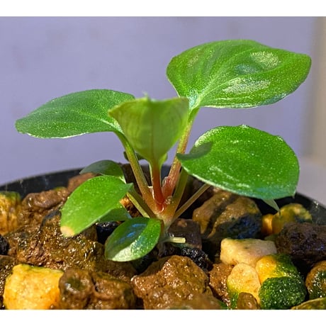 Homalomena sp. from Tambunan [TK200217]