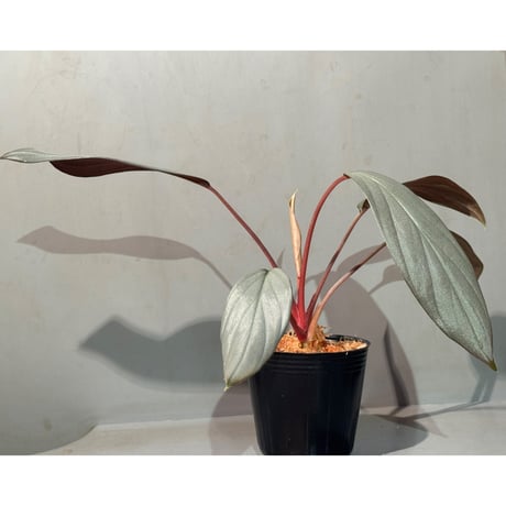 Homalomena sp. "Light Blue  Silver" from Kepulauan Riau