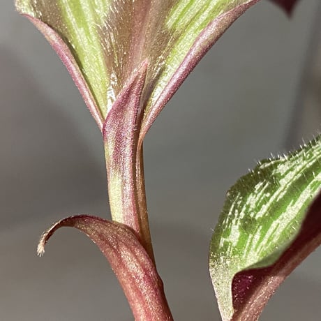 Spatholirion sp. from Guangxi
