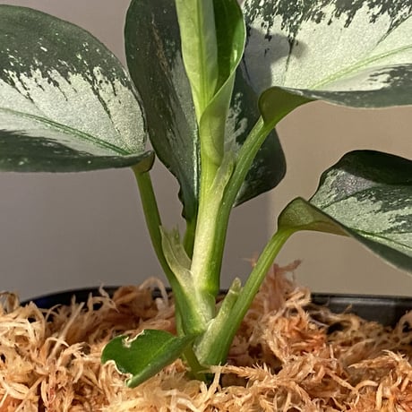 Aglaonema pictum"法皇緑"from Sumatera Barat [AZ0512-X]