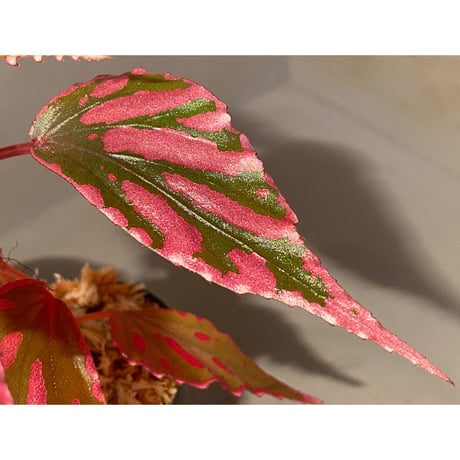 Begonia sp. ぼっち株 from Julau [R1214-01b]
