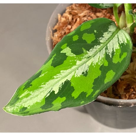 Aglaonema pictum "マルチカラー白玉" D.F.S from Sumatera barat [AZ0912-1]