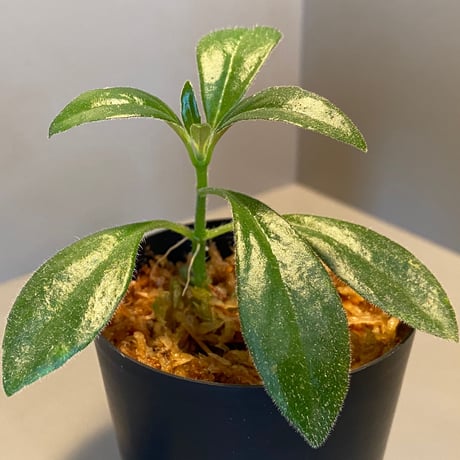 Columnea cf. crassifolia from Colombia [LA0316-03-f1]
