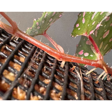 Begonia sp. from Luzon Aurora Philippines 標高500m付近　[KSB]