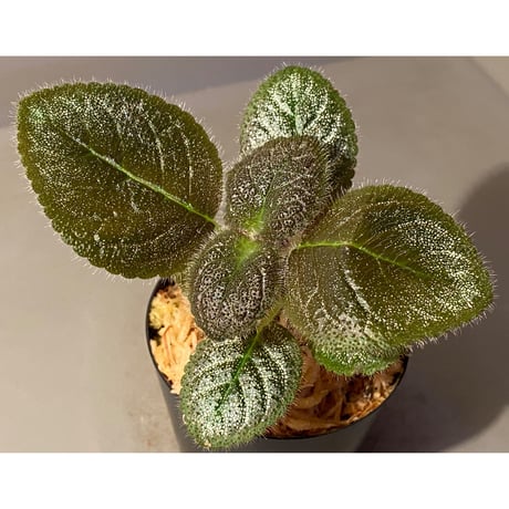 Gesneriaceae, Episcia lilacina from Colombia 2016 [tanakay]